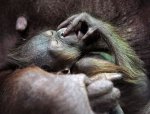 these_funny_animals_517_640_32.jpg