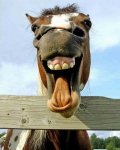 funny-animals-01-laughing-horse[1].jpg
