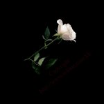 white-rose.jpg white-rose.jpg