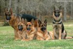 german-shepherd-Suppelements.jpg