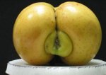 crazy naughty sexy nature vegetables- trees-fruits-02.jpg