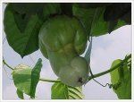 crazy naughty sexy nature vegetables- trees-fruits-05.jpg