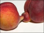 crazy naughty sexy nature vegetables- trees-fruits-10.jpg