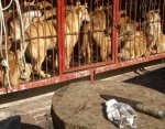 dog-meat-37.jpg