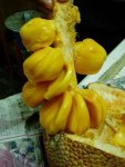 3176641-Jackfruit_from_Penang-Malaysia.jpg