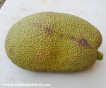 jackfruit4.jpg