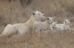 White-Lions-5_1414269i.jpg