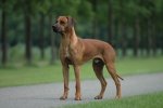1191990676rhodesian_ridgeback.jpg