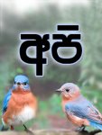 birdzz.jpg