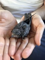 what-is-this-bird-v0-7l9jsqtm3qdb1.jpg