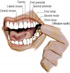 mosttakeslaserwhitening-30nowteetheffectivejustminutes1.jpg mosttakeslaserwhitening-30nowteetheffectivejustminutes1.jpg