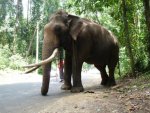 elephent aa.jpg