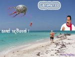 Kite2.jpg