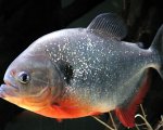 amazon-animals-piranha.jpg