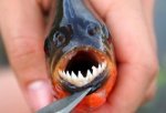 Piranha-Fish-1.jpg