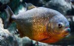 piranha-red-bellied.jpg