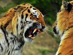 Animals_Beasts_Animal_fight_021154_.jpg