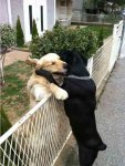 My Tow Dogs (2).jpg