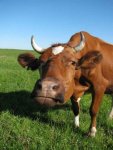 5047366-an-inquisitive-cow-stares-at-the-camera.jpg