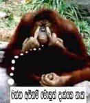 dhekko.jpg