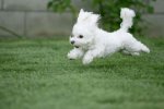 dog.jpg