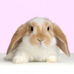 lop_rabbit_easter.jpg lop_rabbit_easter.jpg