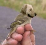 bird_dog.jpg