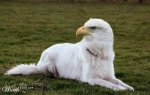 eagle_dog.jpg