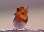 cowbird.jpg