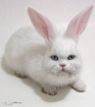 cabbit.jpg
