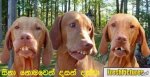 Dogs Smiles.jpg