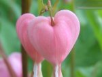 heart flower.jpg