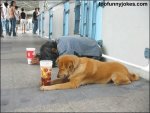 A_Dog_and_a_beggar1.jpg