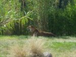 tigon.jpg