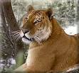 tigon2.jpg