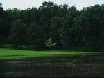 Green.jpg