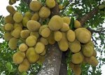 Jackfruit_National_fruit_of_Bangladesh.jpg Jackfruit_National_fruit_of_Bangladesh.jpg