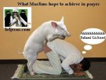 MOOSIE=PIG.JPG