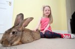 biggest-rabbit.jpg biggest-rabbit.jpg