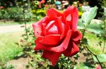 oie_181729yXHU5l1b.jpg
