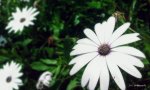 oie_181259jGbCXMPM.jpg