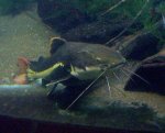 redtail_whozoo.jpg redtail_whozoo.jpg
