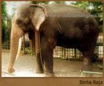 sinha_raja.jpg