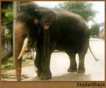 ekadanthaya.jpg