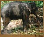 indiraja.jpg