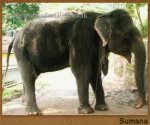 sumana.jpg