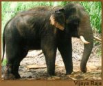 vijaya_raja.jpg