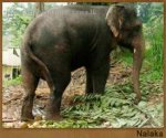 nalaka.jpg