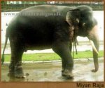 miyan_raja.jpg