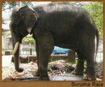 buruma_raja.jpg